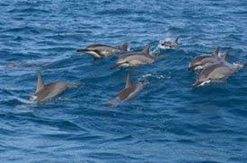 Swimming With Dolphins