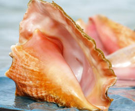 Conch Sea Shell