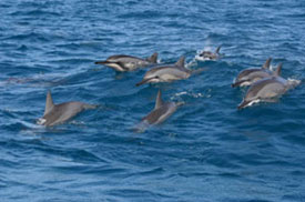 Things to do in Exuma, Bahamas: Dolphin Watching